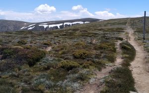 The track towards Mt Bogong