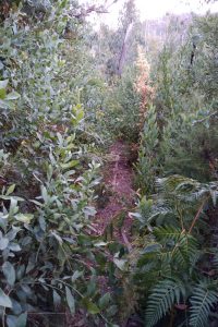 Bungalow Spur a tad overgrown