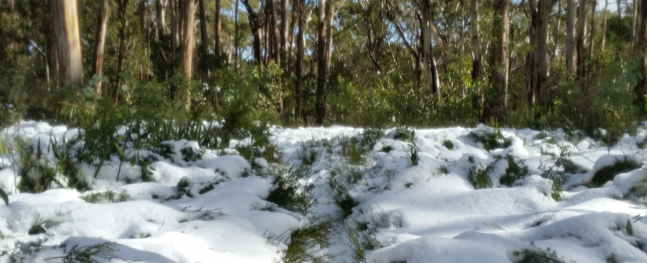 Mt Donna Buang in snow